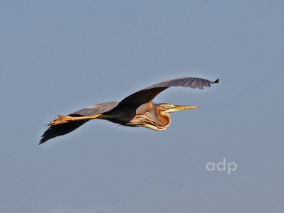 Purple Heron (Ardea purpurea) Alan Prowse